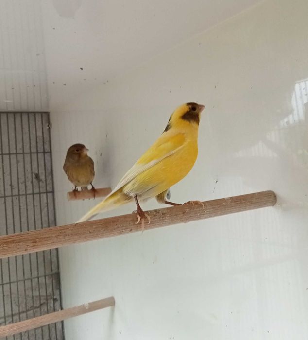 Canarios para venda bons cantadores e bons criadores