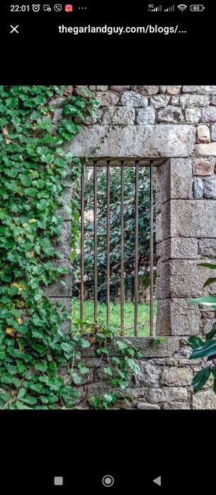 Плющ звичайний, вічнозелений