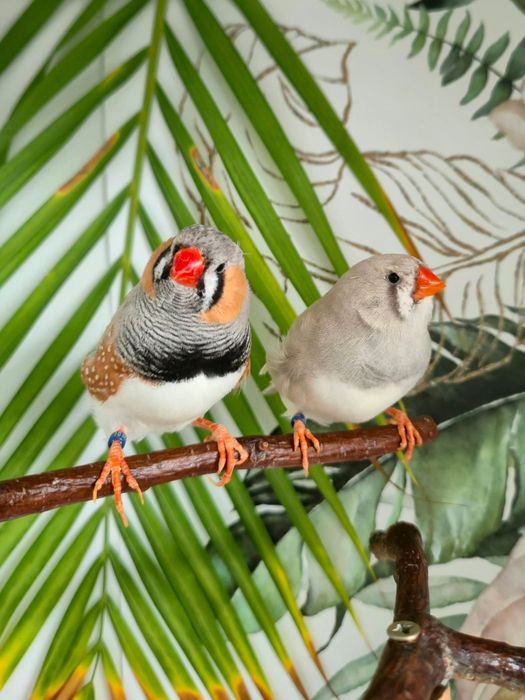 Para zeberek wystawowych Pastel