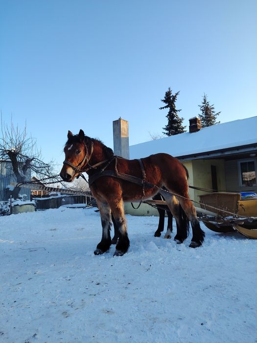 Sprzedam klacz zimnokrwistą