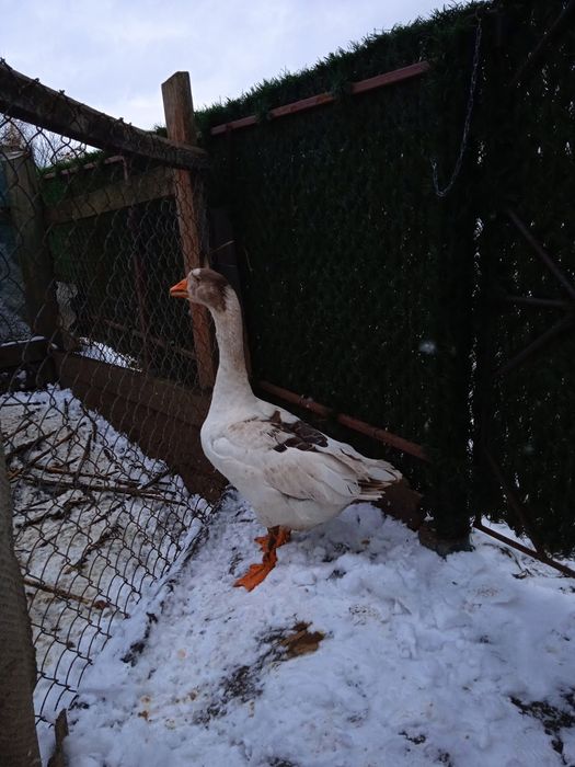 Гусь, гуси, гусак та гусиня породи Лінда