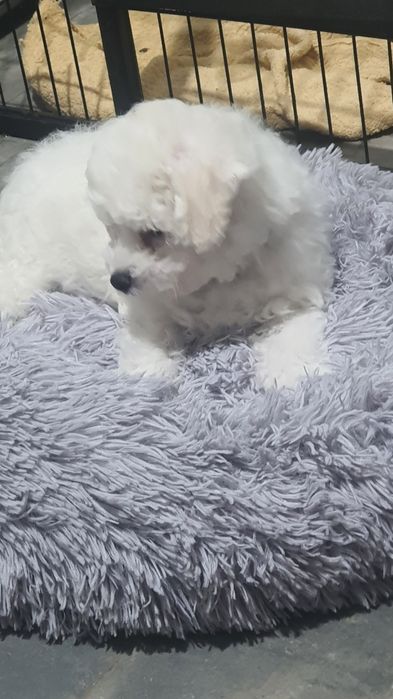 Bichon Frise Fci piesek