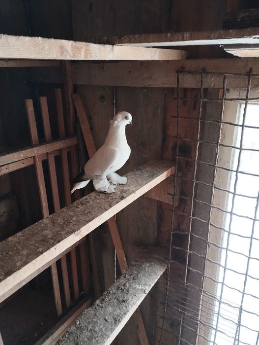 Sprzedam gołębie Wiedyny, Wenery