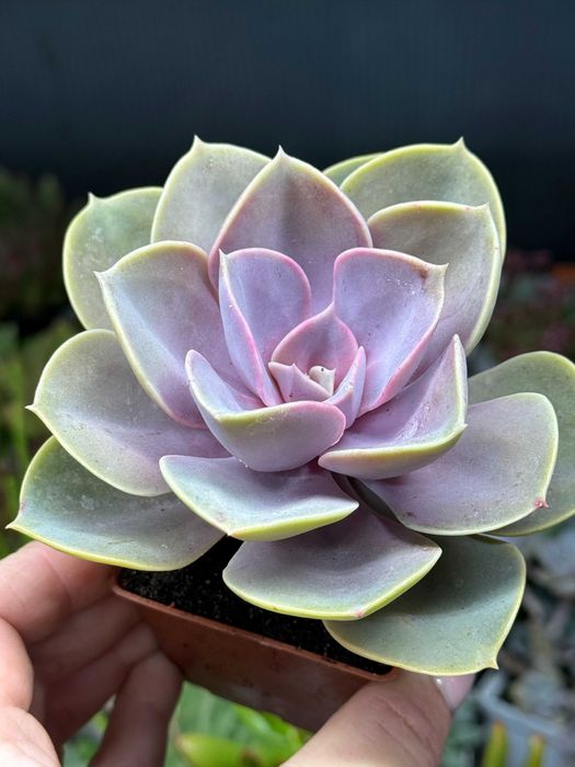 Розпродаж Echeveria Orpet Echeveria Perle von Nurnberg та інші