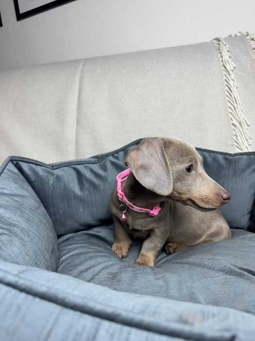 jamnik miniaturowy suczka