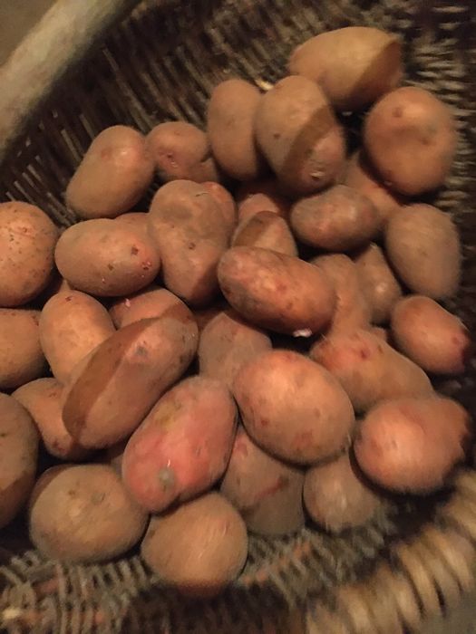 Насінева картопля