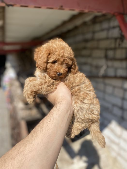 Красені цуцики породи мальтіпу