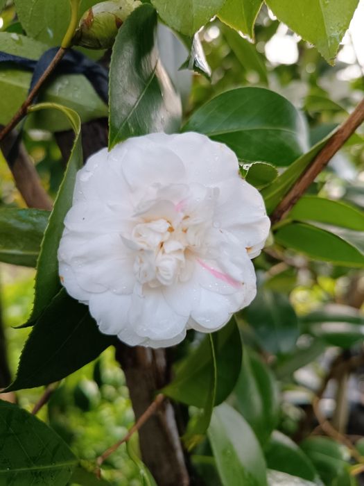 Vendo Camélias com 3 metros