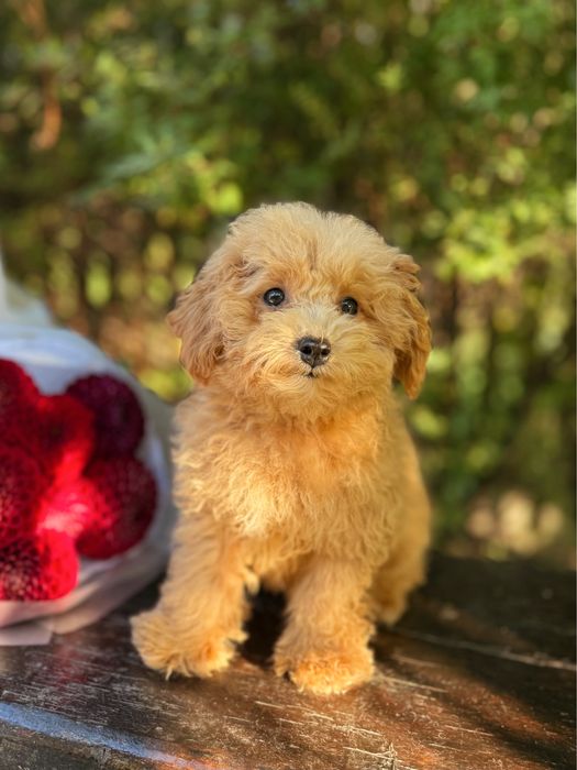 Хлопчик мальтіпу міні. ВСІ щеплення. Мальчик мальтипу мини, щенок