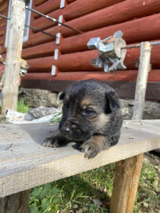 Цуценята Німецької Вівчарки