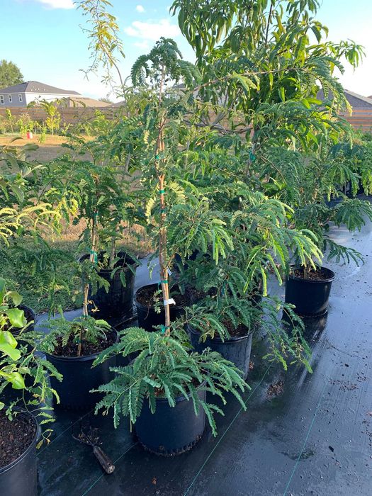 tamarindos de varios tamanhos