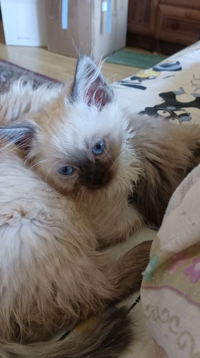Невська маскарадна дівчинка 2 місяці