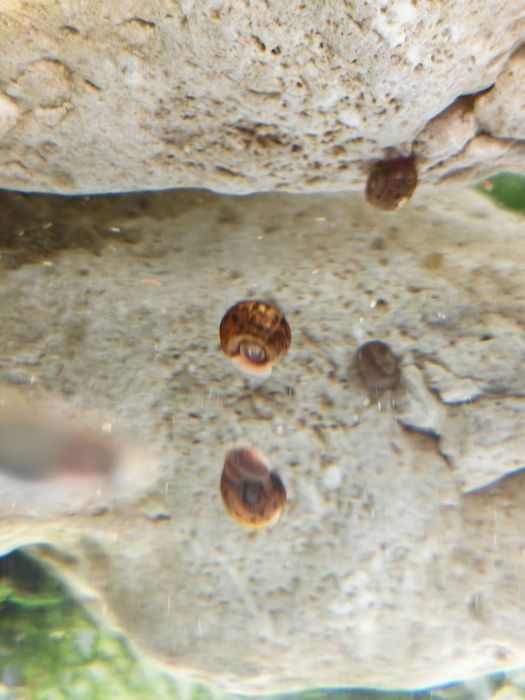 caracóis ramshorn – Excelentes Limpadores!