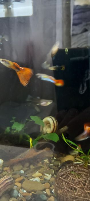 Акваріумні рибкии