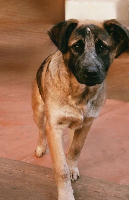 Отдам даром в добрые руки собаку метис овчарки