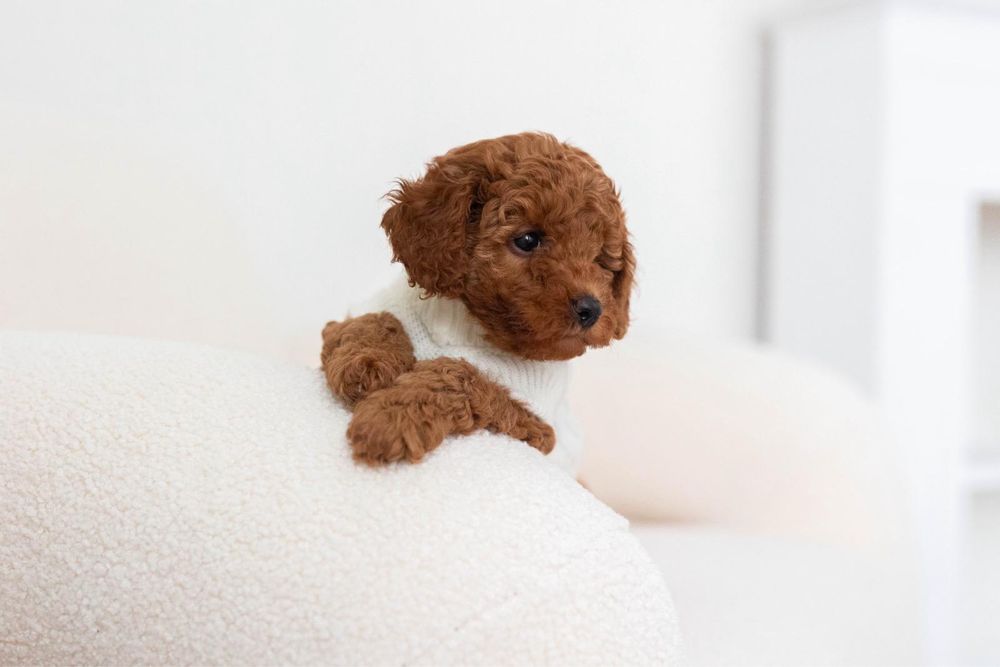 Pudel toy red piesek