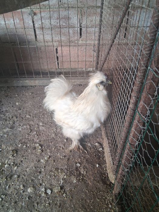 Venho galo sedoso