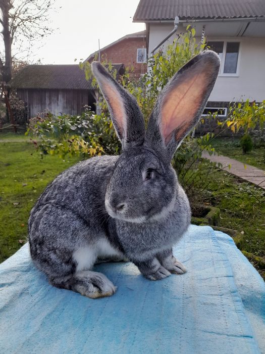 Кролі європейська шиншила