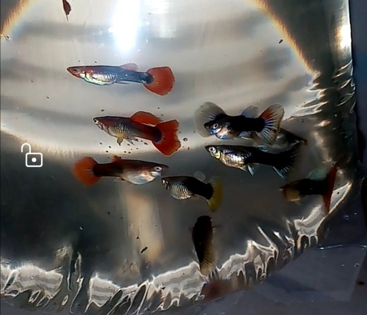 Gupik  mix różne kolory