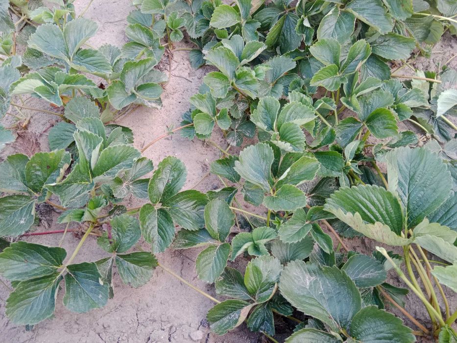 Sprzedam sadzonki truskawek ,Cena od 0,50gr zależy od ilości.