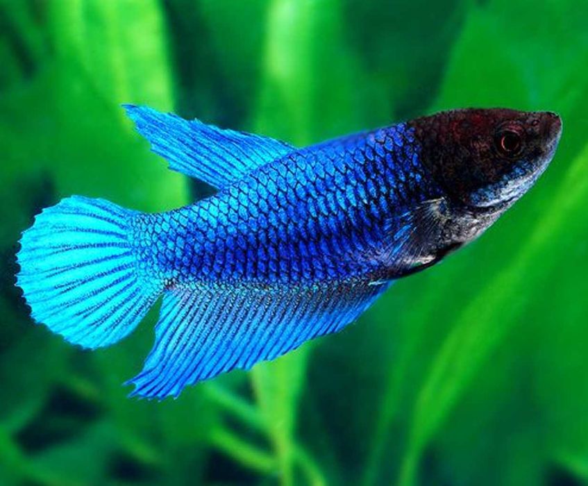 Bojownik wspaniały SAMICA NIEBIESKA - Syjamski - Betta - wysyłamy
