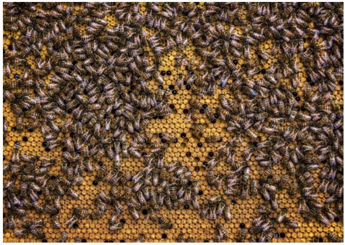 Карника пчелопакеты пчелосемьи