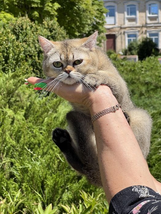 Шикарний котик в плюшевій шубці золота тікірована  шиншила