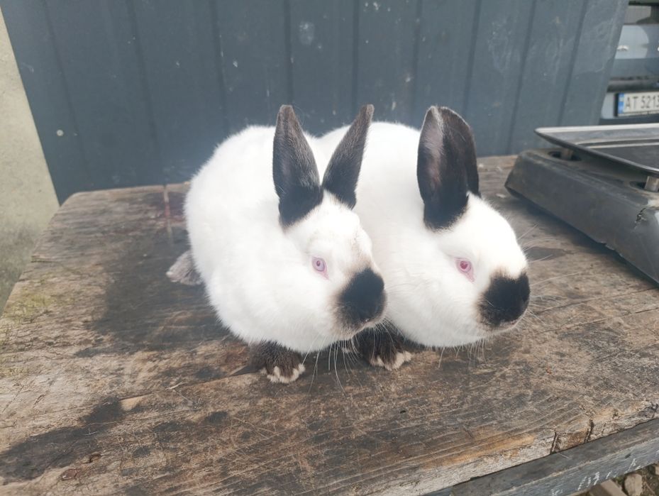 Продаю кролі каліфорнія