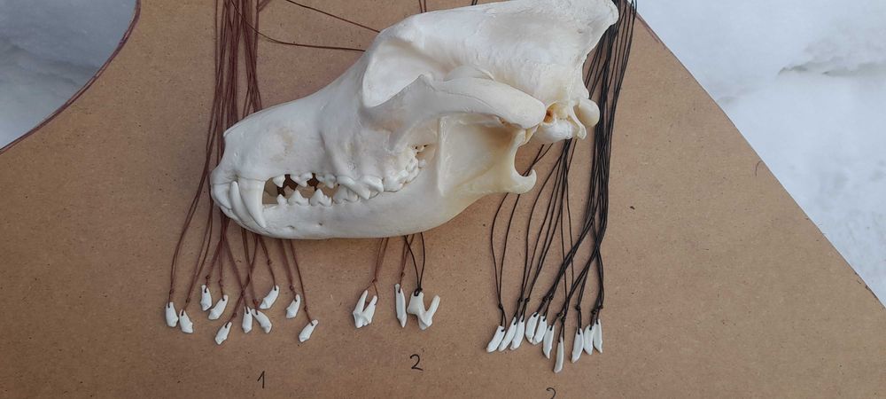 Зуб волка.Клик вовка.Амулет.Клык.