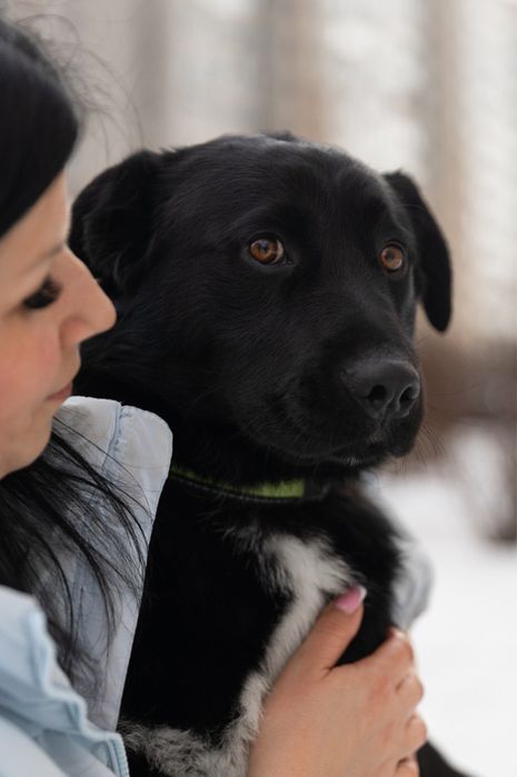 Віддам собаку в добрі руки