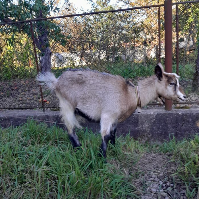 Продається кізлиця.Не на заріз.