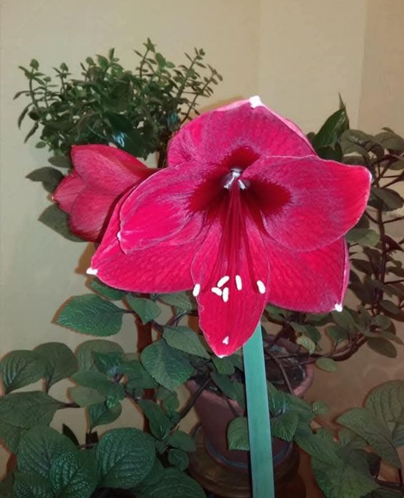 Гіпеаструм червоний