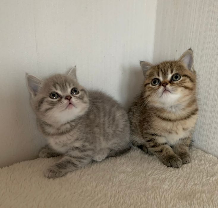 Красивущі кошенятка