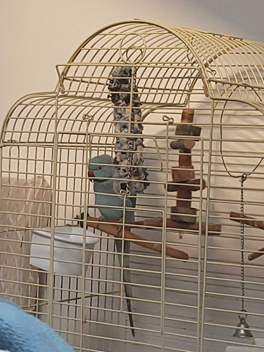 Vendo Ring Neck Macho com Gaiola