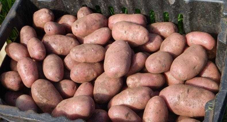 Насіннева Картопля