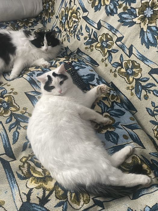 Віддам котиків у добрі руки