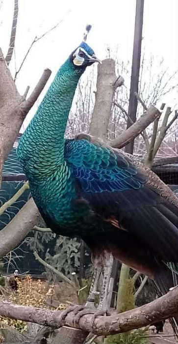 Paw,Pawie szmaraggdowe dorosłe samce