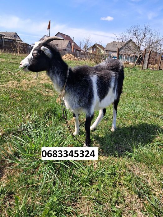 Продам добротних коз