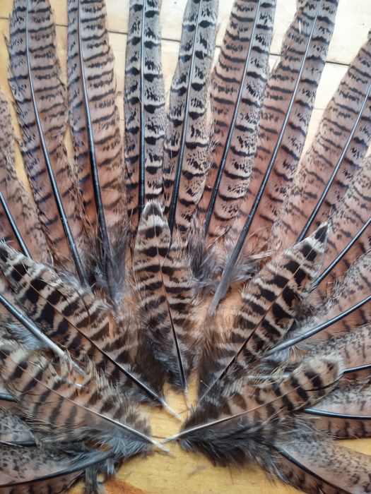 Продам. Хвост фазана набором,на рукоделия