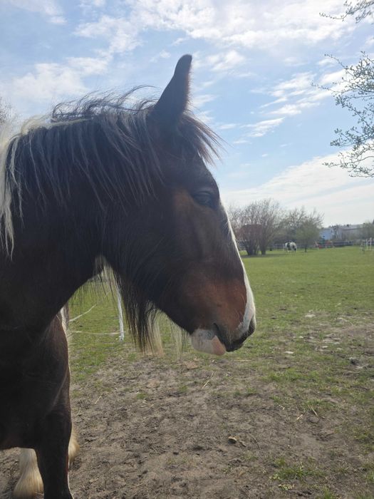 Irish Cob Ogierek