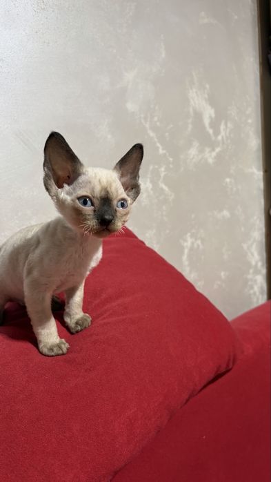 Кошенята девон рекс