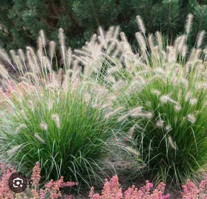 Модрина Pendula, Kornik, злаки, туї, ялівці