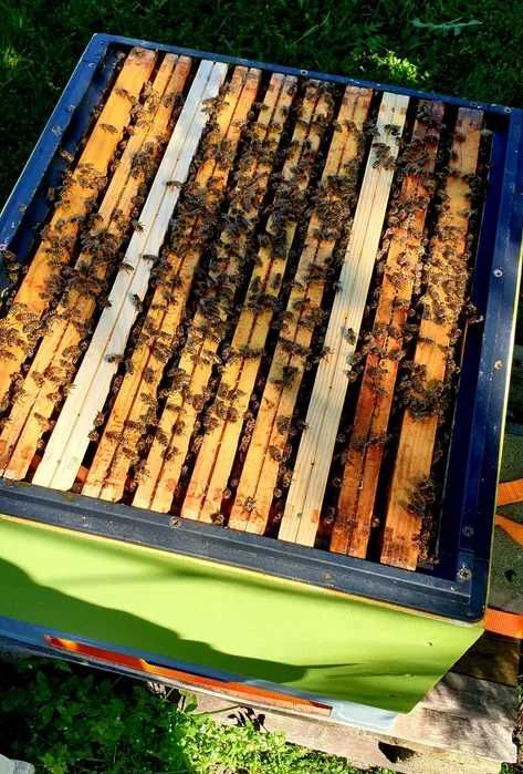 Świeca z wosku pszczelego DUŻA naturalna ŚWIECE - 25cm