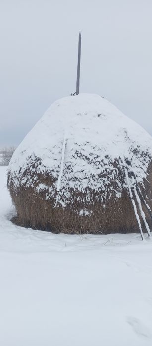 Продається сіно в копиці