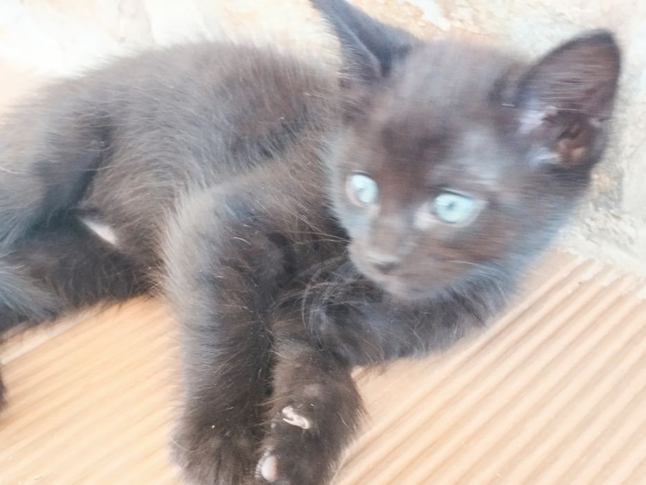 Gatinhos para adoção responsável