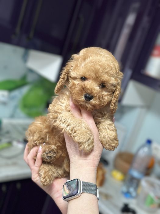 Кукольная мини мальтипу