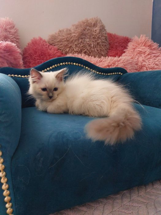 Hesia  Koteczka Ragdoll FPL/FIFE