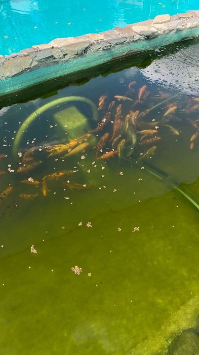 Карп Коі - декоративні