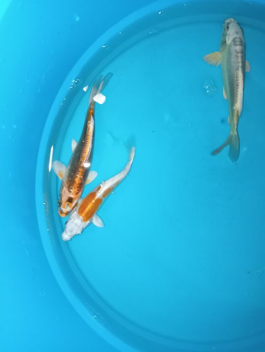 Carpas koi ( 15cm+/-)