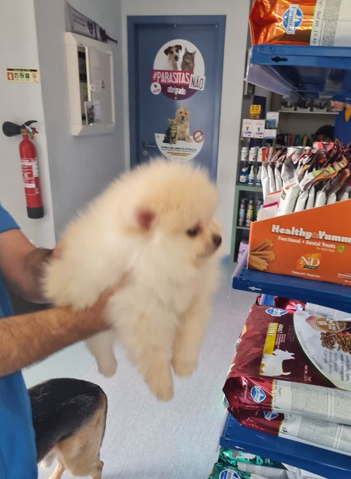 Spitz lulu  Pomerânia anão linhagem russa Femea linda branco perola c/pedigree